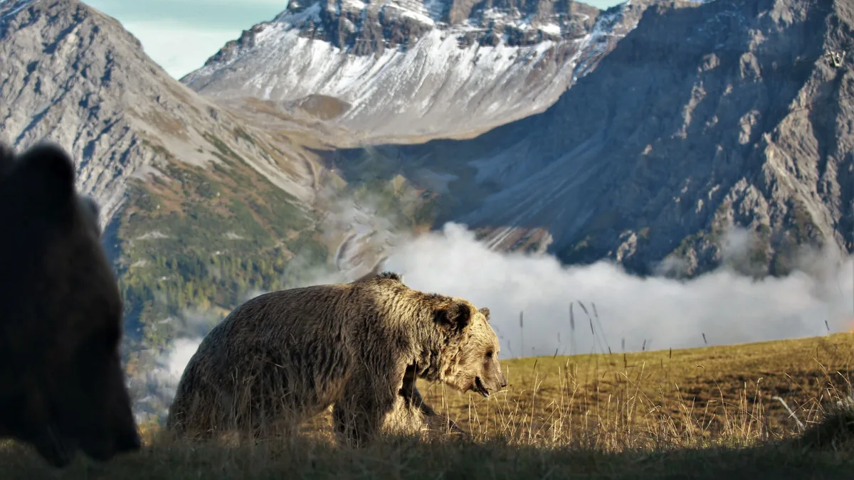 Bild des Bärenlands